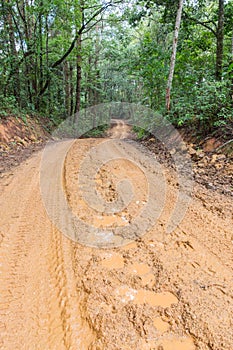 Rain Forest With A Dirt Road