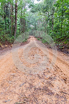 Rain Forest With A Dirt Road