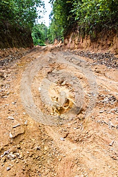 Rain Forest With A Dirt Road in rural