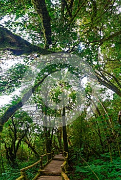 Rain forest Doi Inthanon Cloud Forest Chiang Mai Thailand