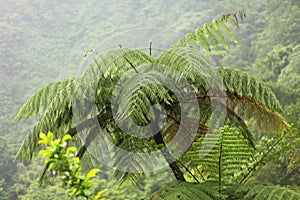 Rain Forest ,Dominica, Caribbean Island