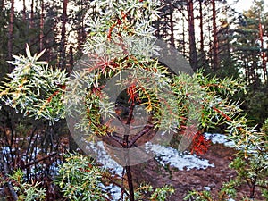 Close up of rain drops in forest