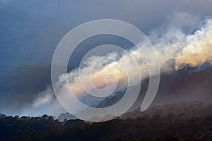 Rain forest fire disaster is burning caused by human