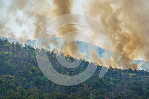 Rain forest fire disaster is burning caused by human
