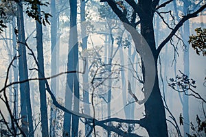 After rain forest fire disaster is burning caused by human