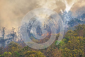 Rain forest fire disaster is burning caused by human