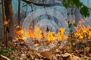 Rain forest fire disaster is burning caused by human