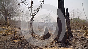 After rain forest fire disaster burning caused by human