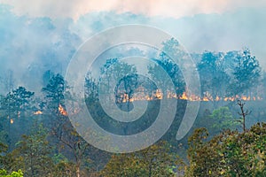 Rain forest fire disaster is burning caused by humans