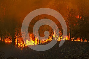 Rain forest fire disaster is burning caused by human photo