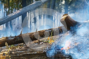 Dopo la pioggia foresta disastro è un bruciando causato da secondo persone 