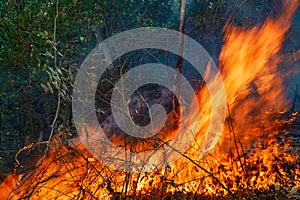 Rain forest fire disaster is burning caused by humans