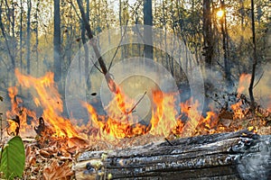 Rain forest fire disaster is burning caused by humans