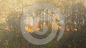 Rain forest fire disaster  burning caused by humans