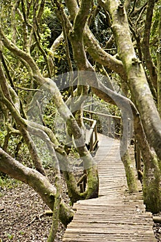 Rain forest in Fray Jorge