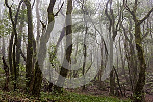 Rain forest at Garajonay park. La Gomera, Canary Islands.