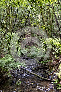 Rain forest at Garajonay park. La Gomera, Canary Islands.