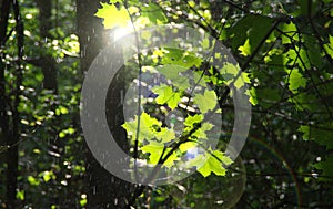 Rain in the forest. Green leaves with fresh water raindrop in natural park