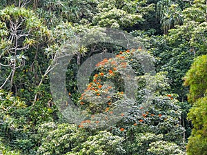 Rain forest growing beside the road to hana