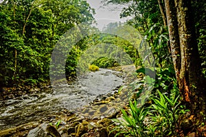 Rain Forest Jungle Habitat in Costa Rica