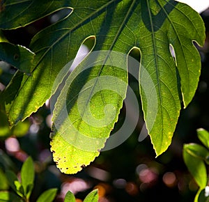 Rain forest leaf