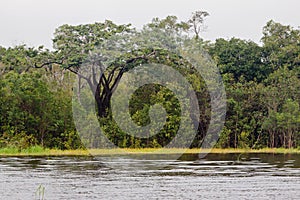 Rain Forest Manaus photo