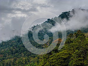 Rain forest in Manu National Park