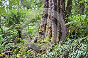 Rain forest at Melba Gully State Park