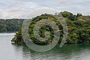 Rain Forest of Panama