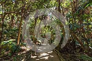 Rain forest park in Aoshima shrine in Miyazaki, Japan