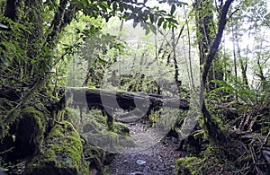 Rain forest, Queulat, Carretera Austral, Chile