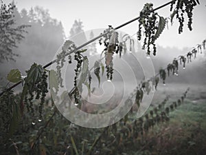 For and rain in the forest.  Rainy day. Foggy