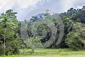 Rain forest in Sinharaja Forest Reserve, Sri Lanka