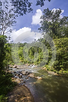 Rain forest in Sinharaja Forest Reserve, Sri Lanka