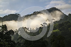 Rain forest in Sinharaja forest reserve, Sri Lanka