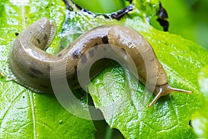 Rain forest slug photo