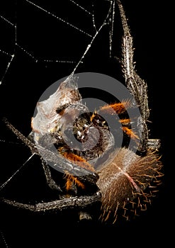 Rain forest spider eating prey photo