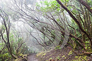 Rain Forest in Tenerife