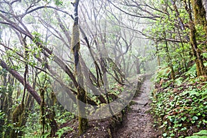 Rain Forest in Tenerife