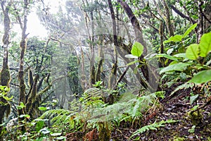 Rain Forest in Tenerife