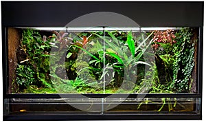 Rain forest terrarium photo