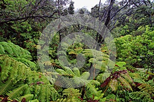 Rain forest in thurston lava tube surroundings