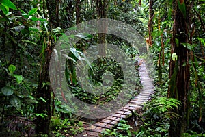 Rain forest trail in the Amazon rainforest