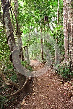 Rain forest trail Tablelands Australia