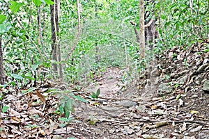 Rain forest trail trekking path