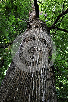 La pioggia foresta un albero 