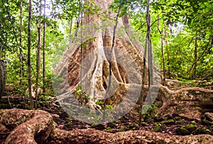 Rain forest tree with buttress root photo