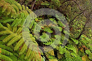 Rain forest vegetation photo