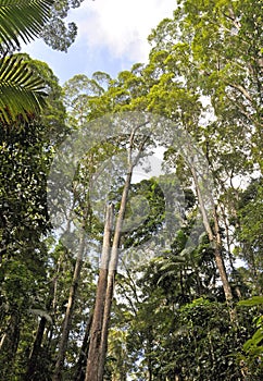 Rain forest vegetation at Fraser Island