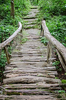 rain forest walk way